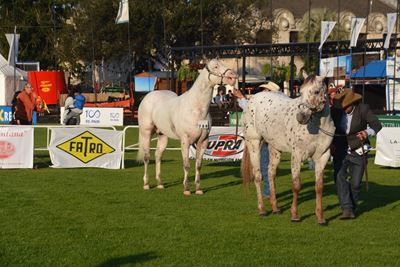 Expo Prado 2018